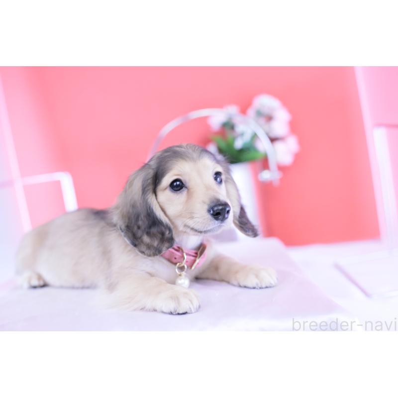 販売中の愛知県のミニチュアダックスフンド(ロングヘアード)-421513の7枚目