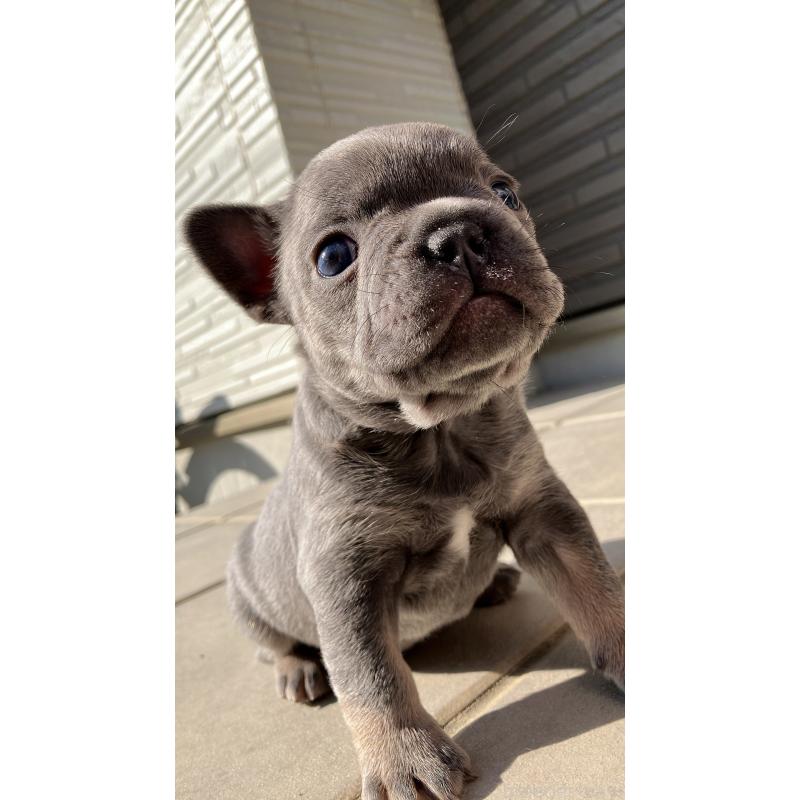 販売中の長崎県のフレンチブルドッグ-430916の6枚目