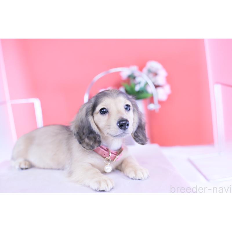 販売中の愛知県のミニチュアダックスフンド(ロングヘアード)-421513の5枚目