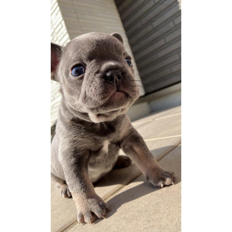 販売中の長崎県のフレンチブルドッグ-430916の5枚目