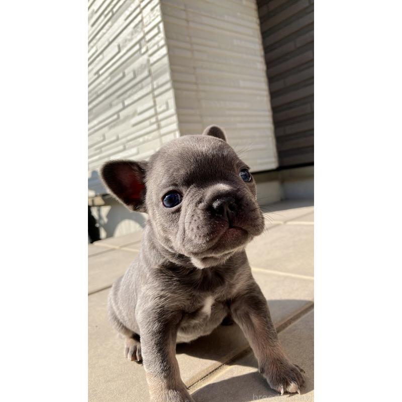 販売中の長崎県のフレンチブルドッグ-430916の4枚目