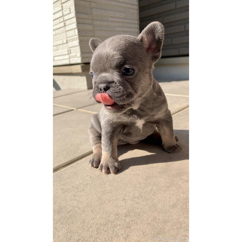 販売中の長崎県のフレンチブルドッグ-430916の3枚目