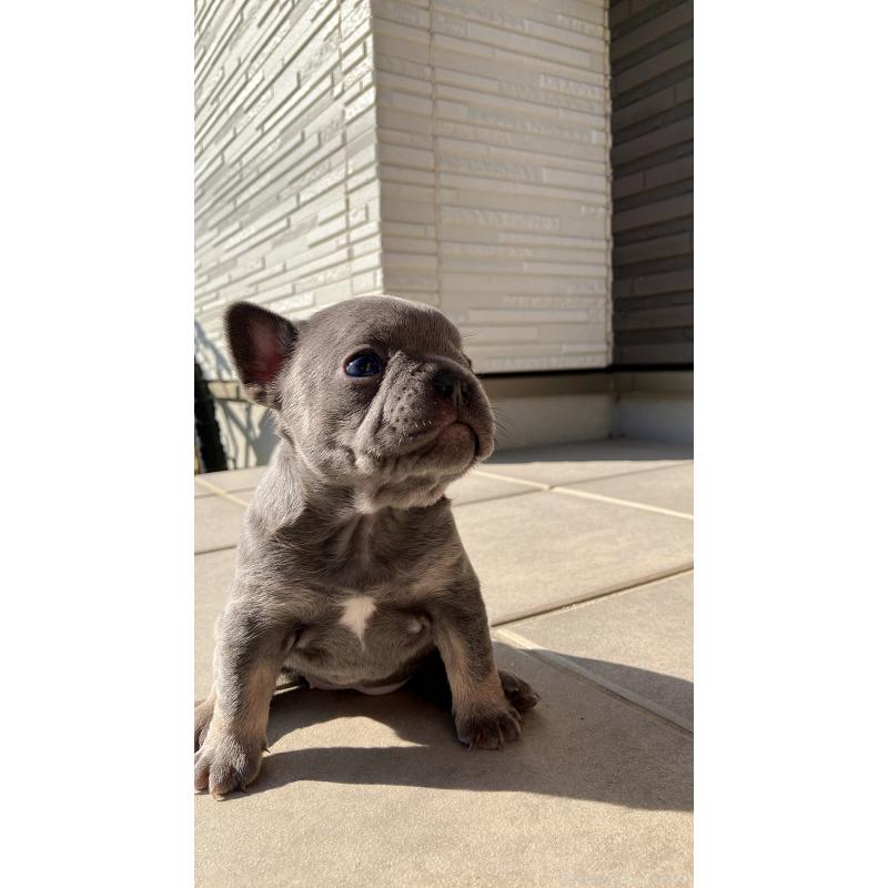 販売中の長崎県のフレンチブルドッグ-430916の2枚目