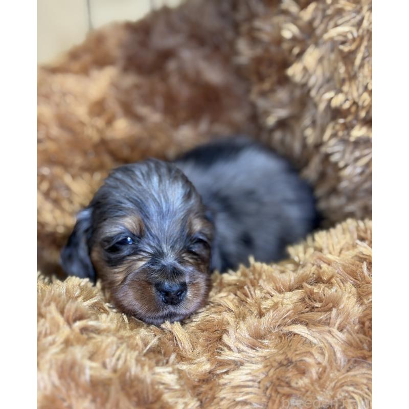 販売中の埼玉県のミニチュアダックスフンド(ロングヘアード)-430917の7枚目