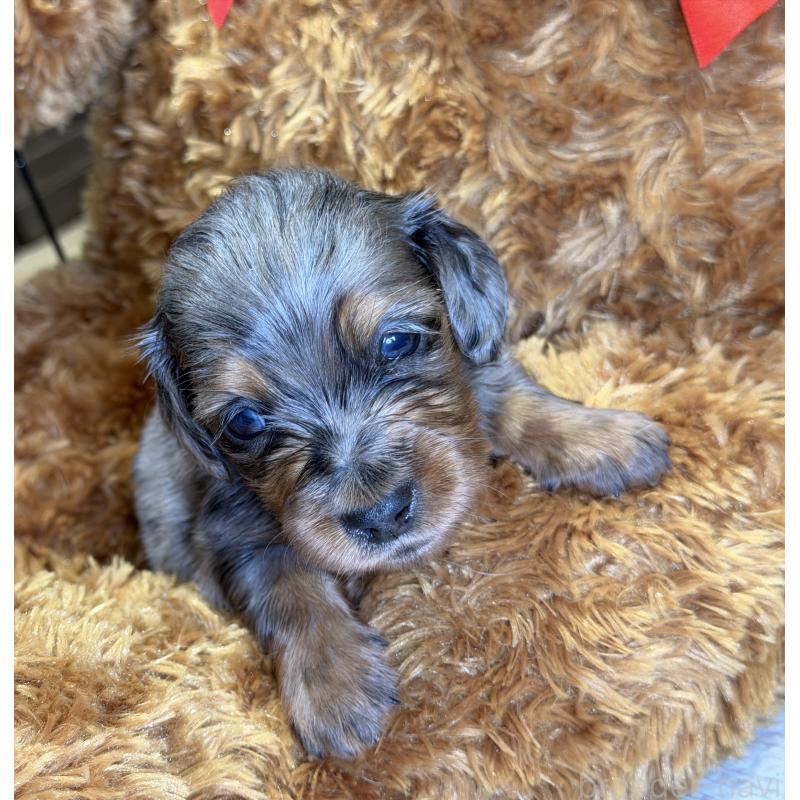 販売中の埼玉県のミニチュアダックスフンド(ロングヘアード)-430917の6枚目