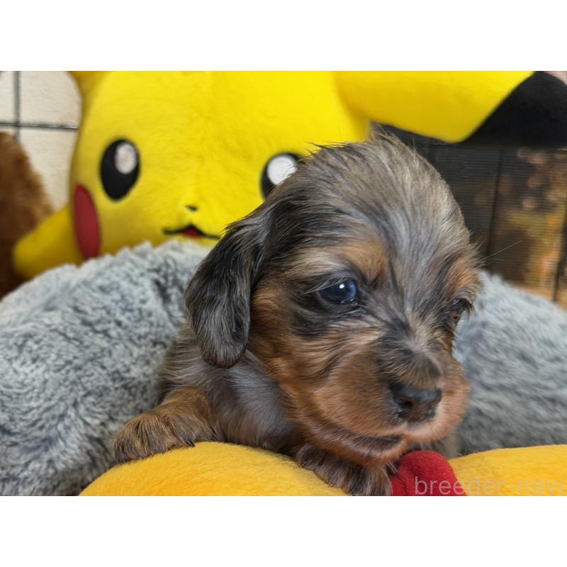 販売中の埼玉県のミニチュアダックスフンド(ロングヘアード)-430917の5枚目
