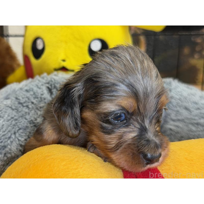 販売中の埼玉県のミニチュアダックスフンド(ロングヘアード)-430917の4枚目