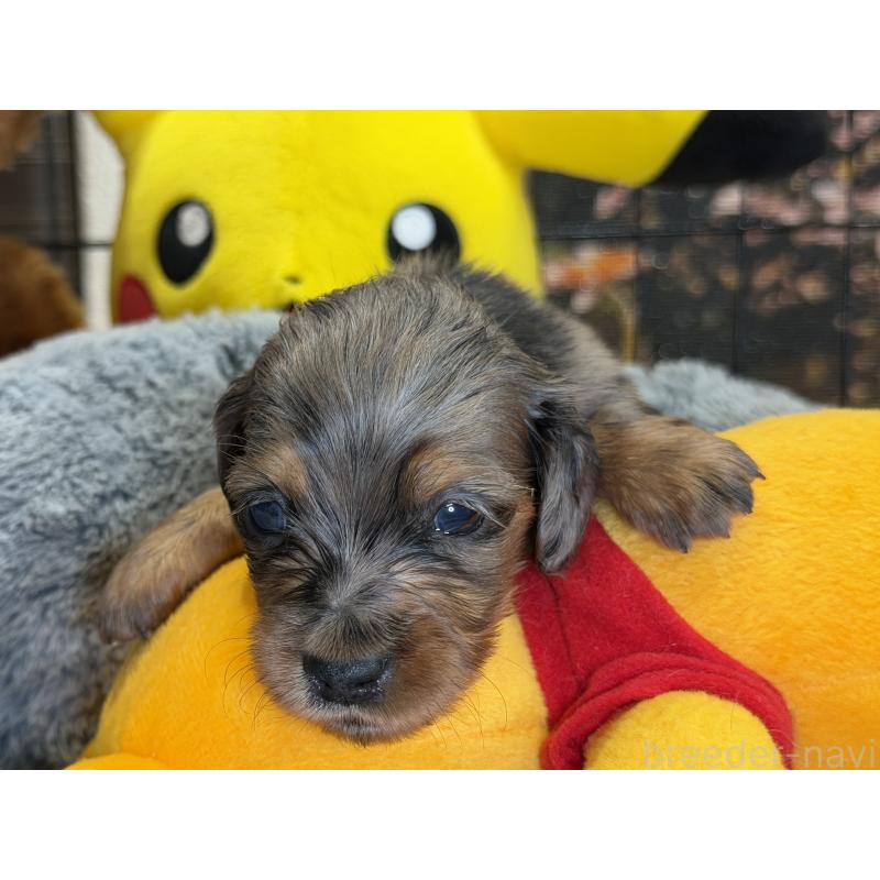 販売中の埼玉県のミニチュアダックスフンド(ロングヘアード)-430917の3枚目