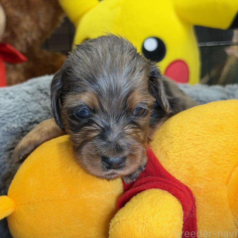 販売中の埼玉県のミニチュアダックスフンド(ロングヘアード)-430917の2枚目