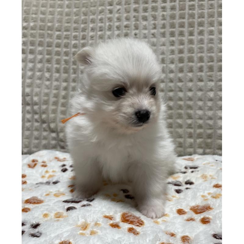 販売中の大阪府のポメラニアン-430918の7枚目