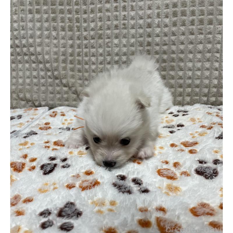 販売中の大阪府のポメラニアン-430918の6枚目