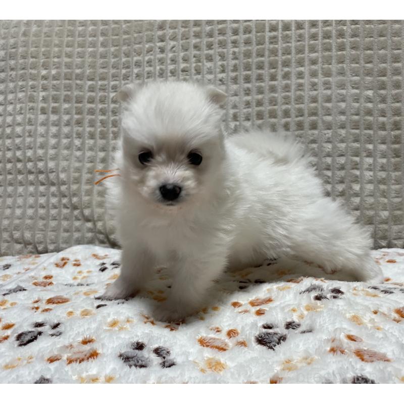 販売中の大阪府のポメラニアン-430918の5枚目