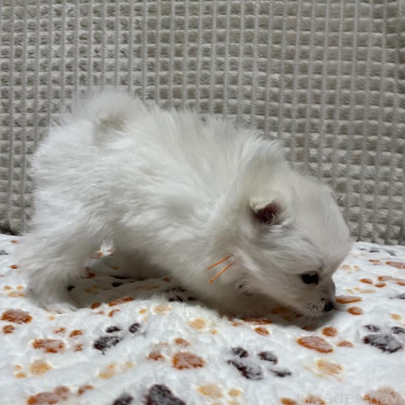 販売中の大阪府のポメラニアン-430918の4枚目