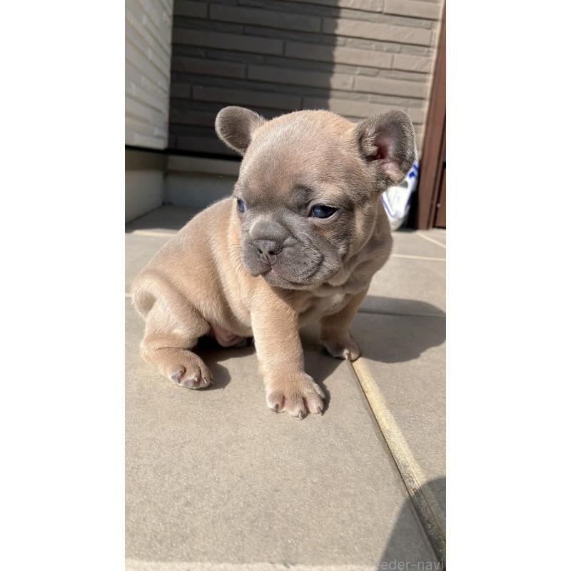 販売中の長崎県のフレンチブルドッグ-430919の7枚目