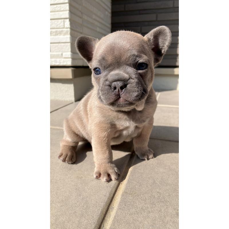 販売中の長崎県のフレンチブルドッグ-430919の6枚目