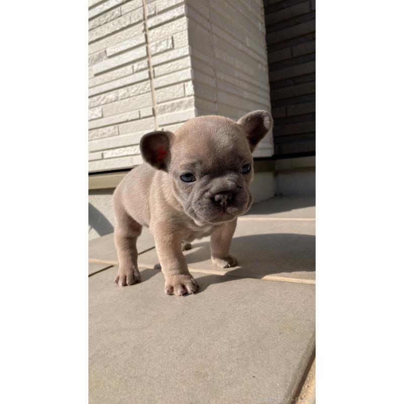 販売中の長崎県のフレンチブルドッグ-430919の5枚目