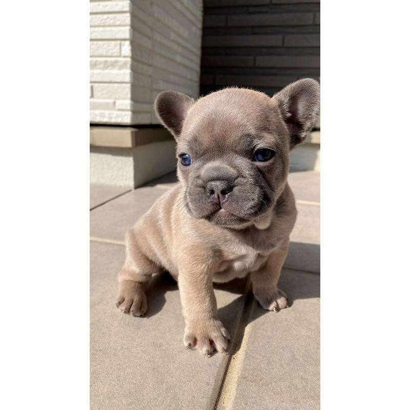 販売中の長崎県のフレンチブルドッグ-430919の4枚目