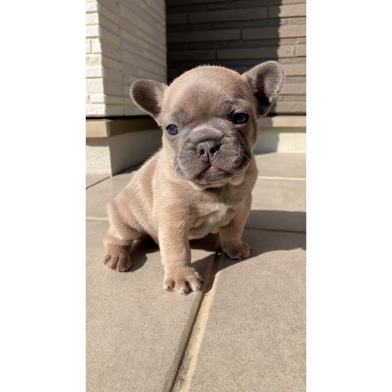 販売中の長崎県のフレンチブルドッグ-430919の3枚目