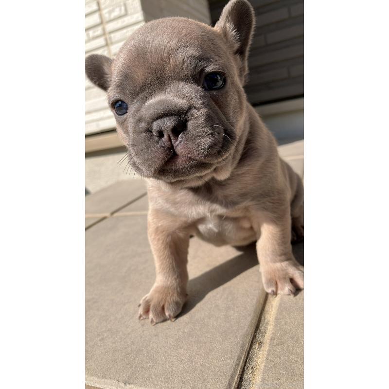 販売中の長崎県のフレンチブルドッグ-430919の2枚目