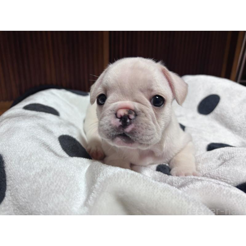 成約済の三重県のフレンチブルドッグ-426347の4枚目