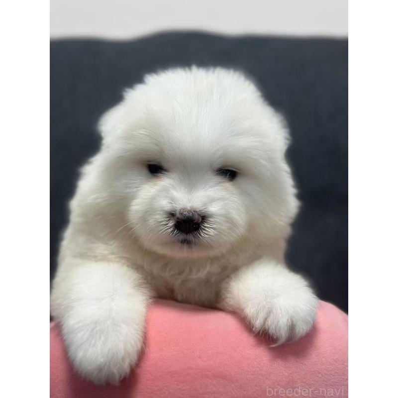 販売中の栃木県のサモエド-430920の10枚目