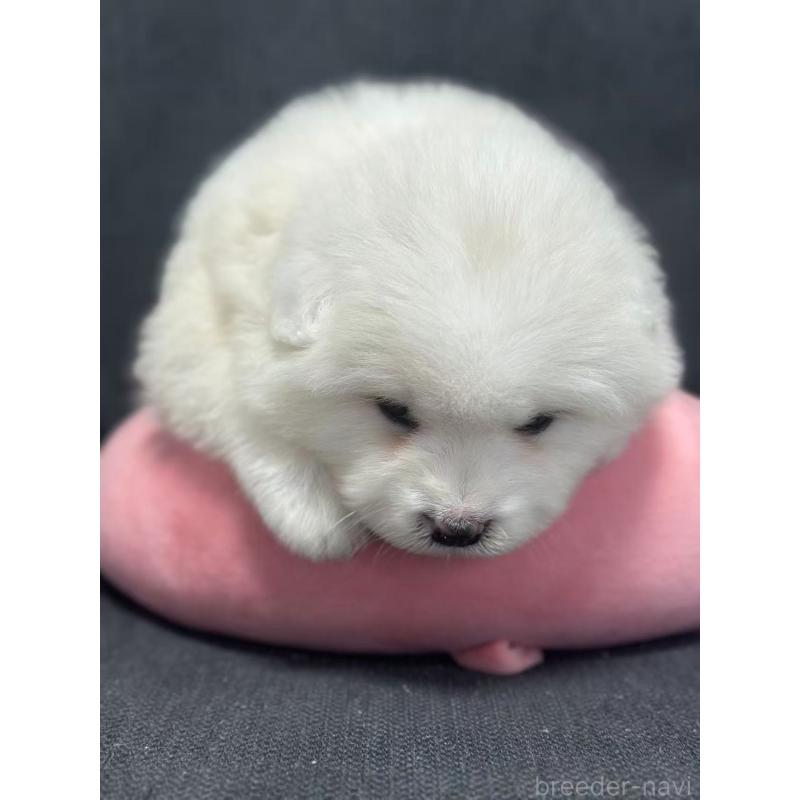 販売中の栃木県のサモエド-430920の9枚目