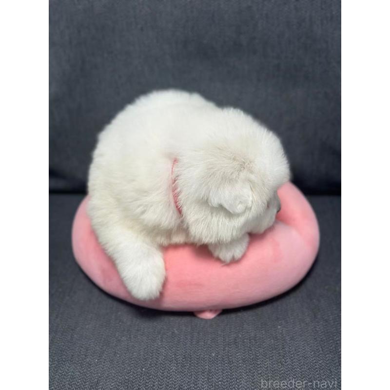 販売中の栃木県のサモエド-430920の8枚目