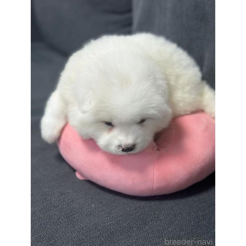 販売中の栃木県のサモエド-430920の7枚目