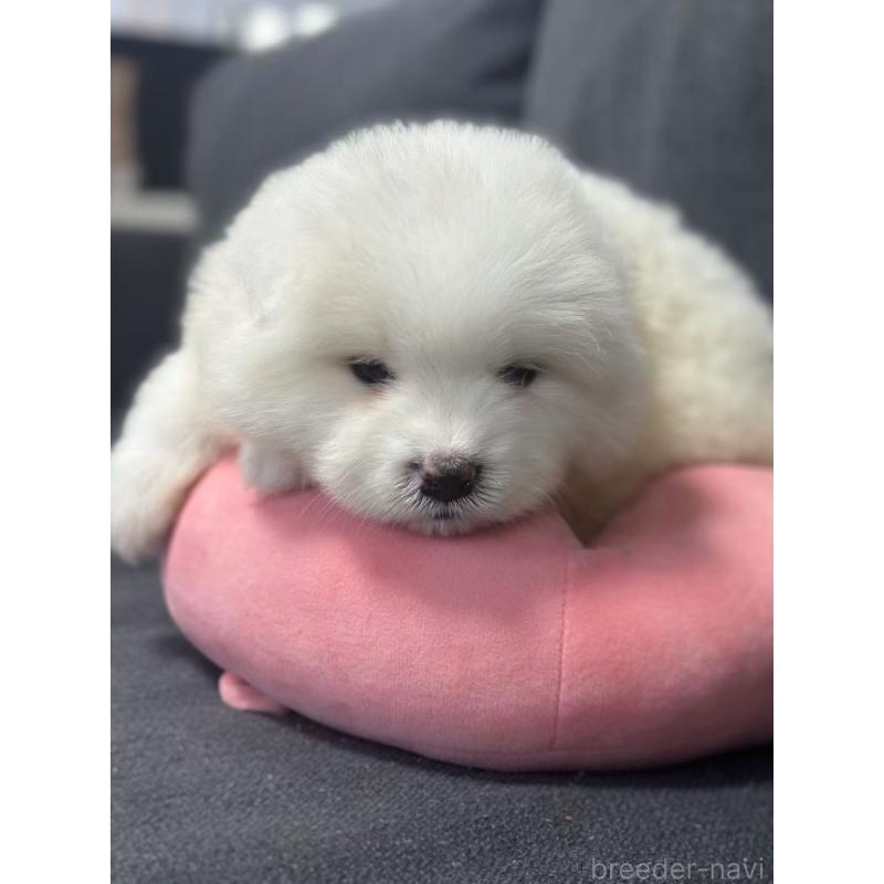 販売中の栃木県のサモエド-430920の6枚目