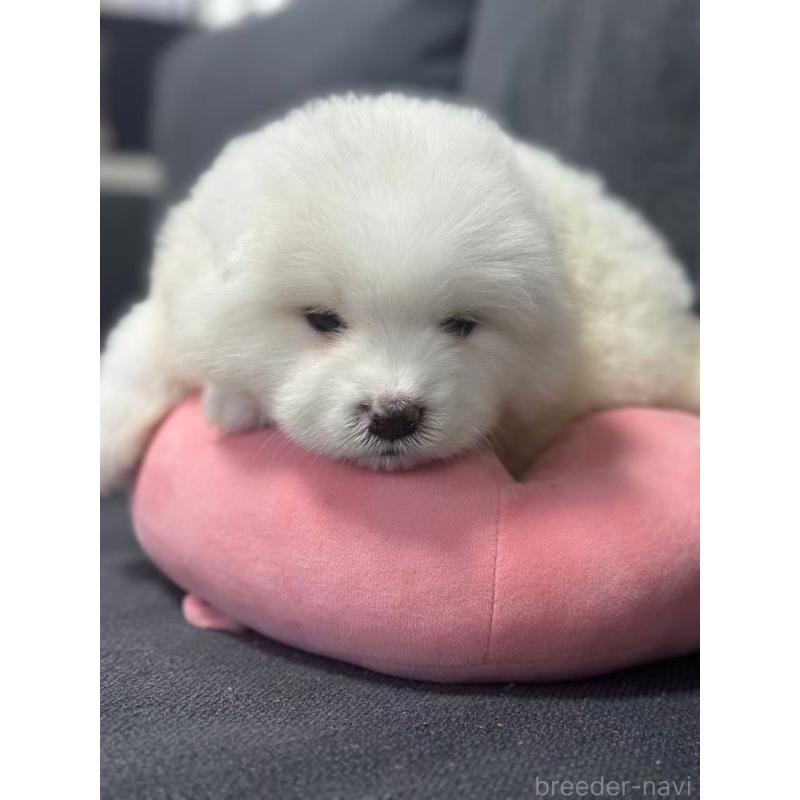 販売中の栃木県のサモエド-430920の5枚目