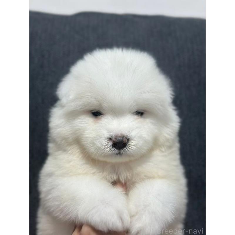 販売中の栃木県のサモエド-430920の4枚目