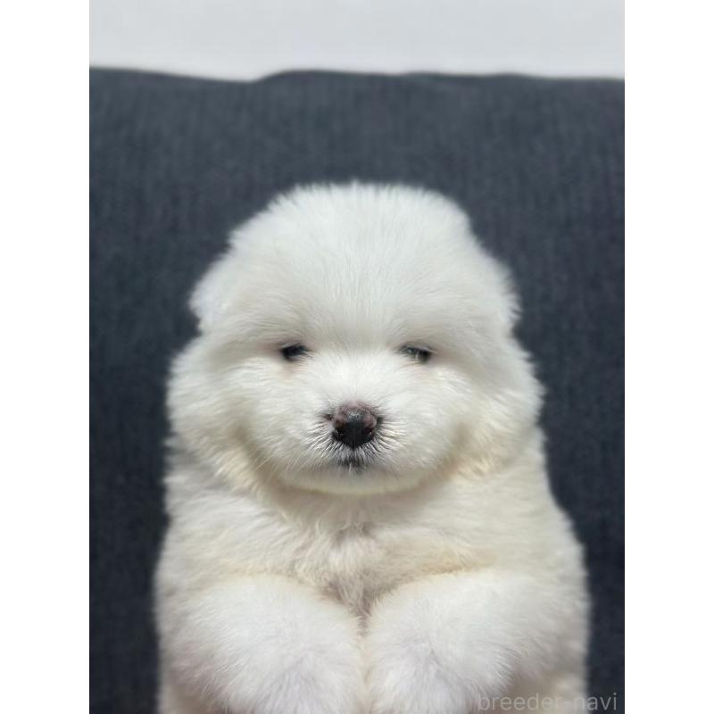 販売中の栃木県のサモエド-430920の3枚目