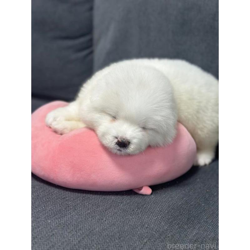 販売中の栃木県のサモエド-430920の2枚目