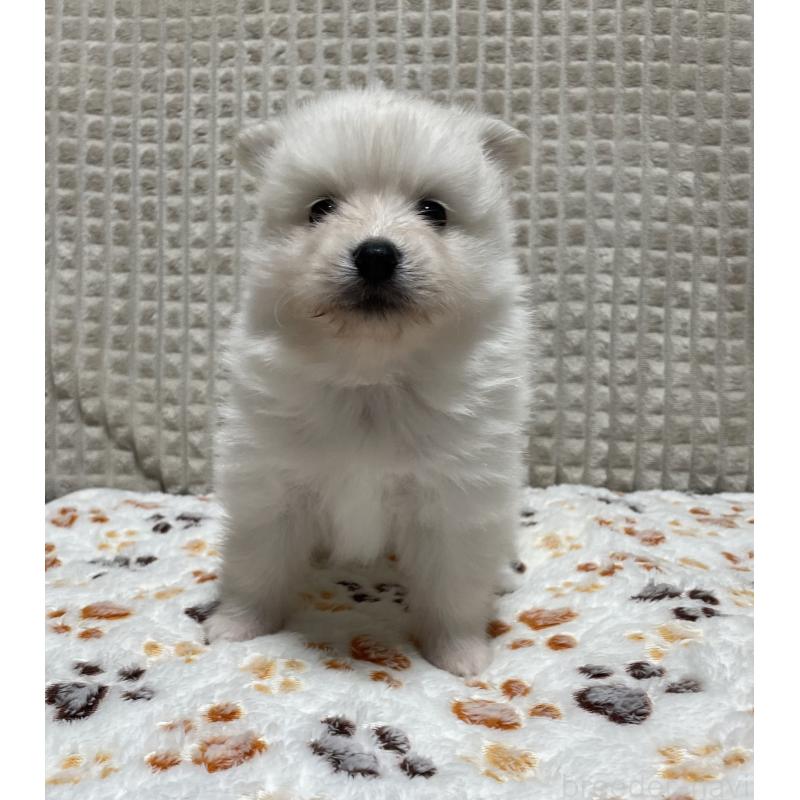 販売中の大阪府のポメラニアン-430922の9枚目