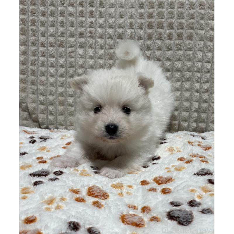 販売中の大阪府のポメラニアン-430922の8枚目