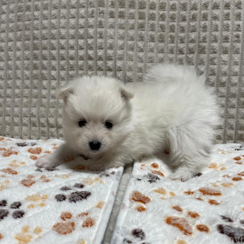 販売中の大阪府のポメラニアン-430922の7枚目