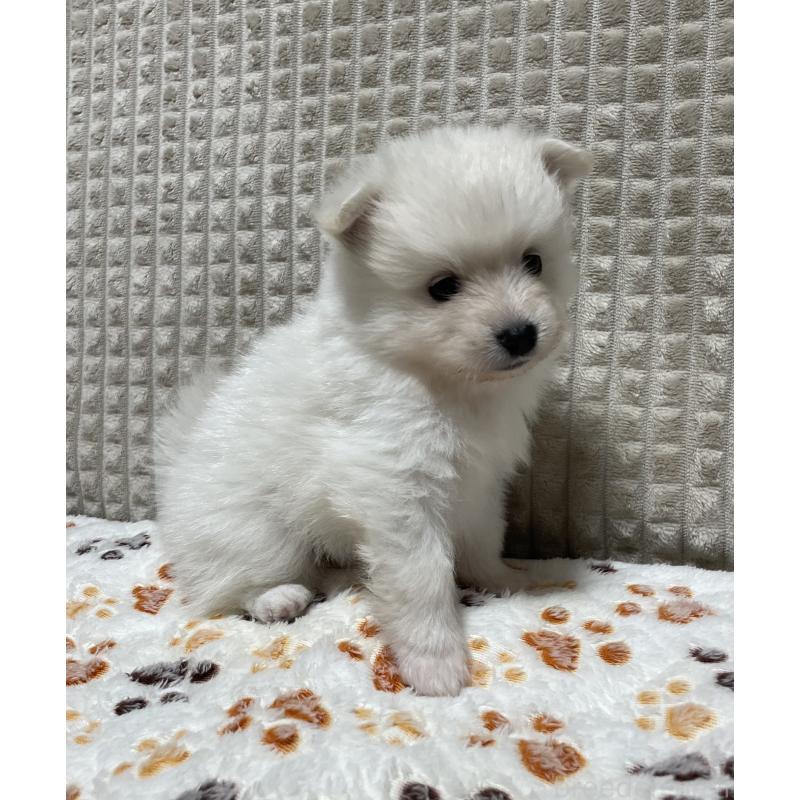 販売中の大阪府のポメラニアン-430922の6枚目