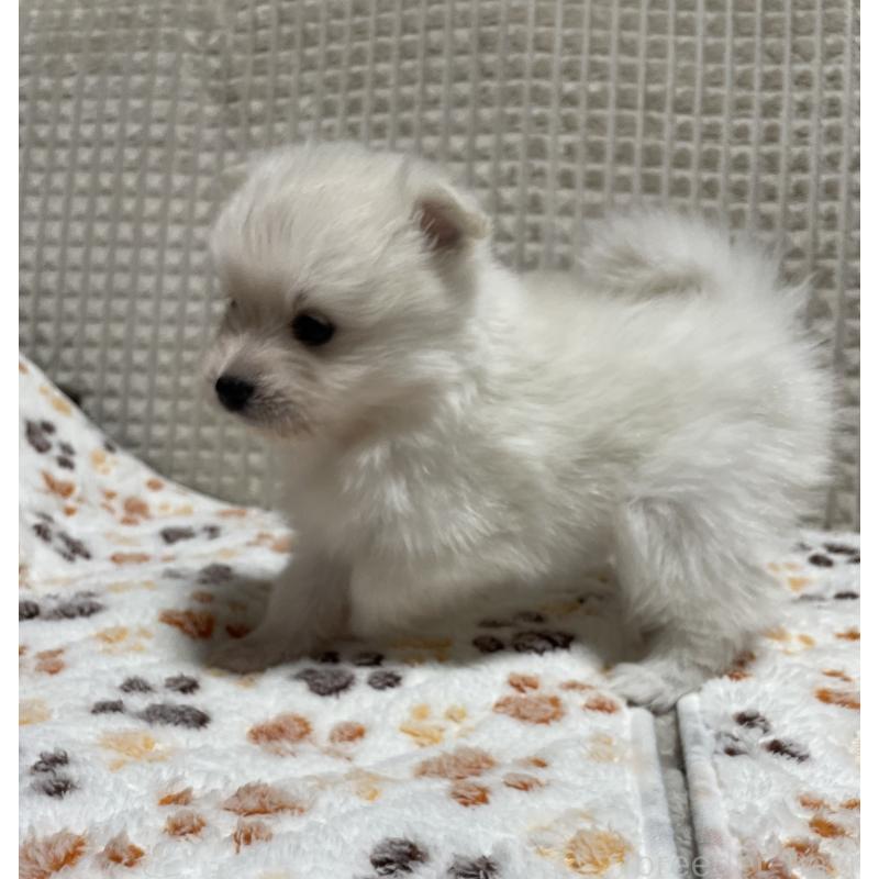 販売中の大阪府のポメラニアン-430922の5枚目