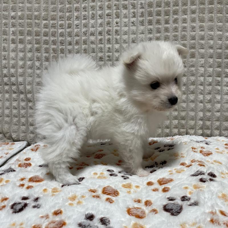 販売中の大阪府のポメラニアン-430922の4枚目