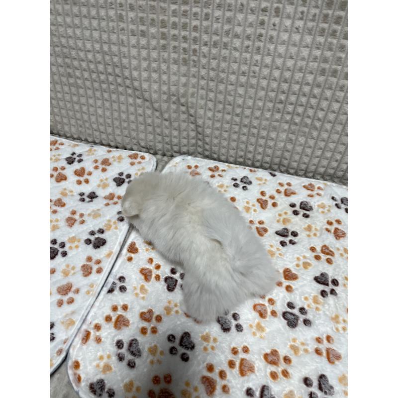 販売中の大阪府のポメラニアン-430922の3枚目