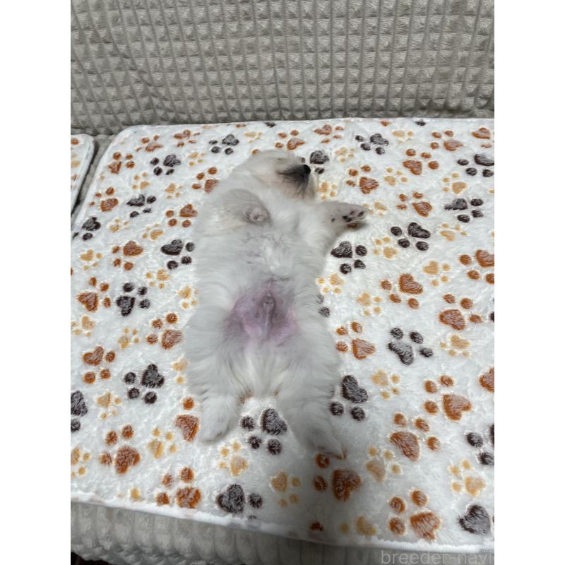 販売中の大阪府のポメラニアン-430922の2枚目