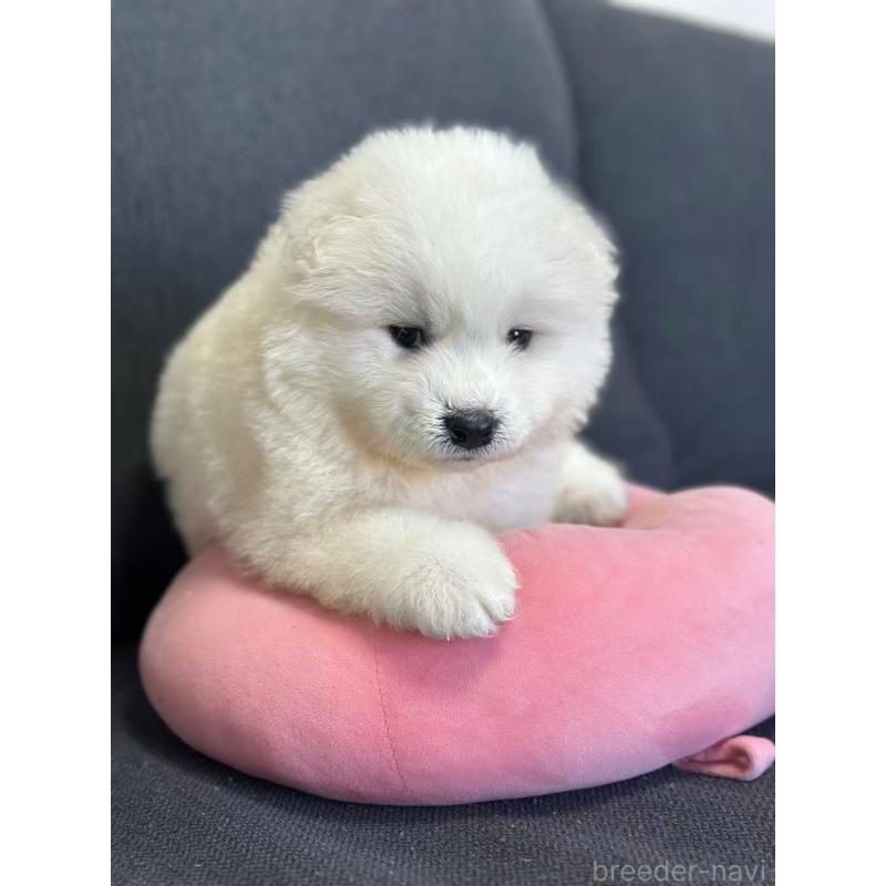 販売中の栃木県のサモエド-430921の10枚目