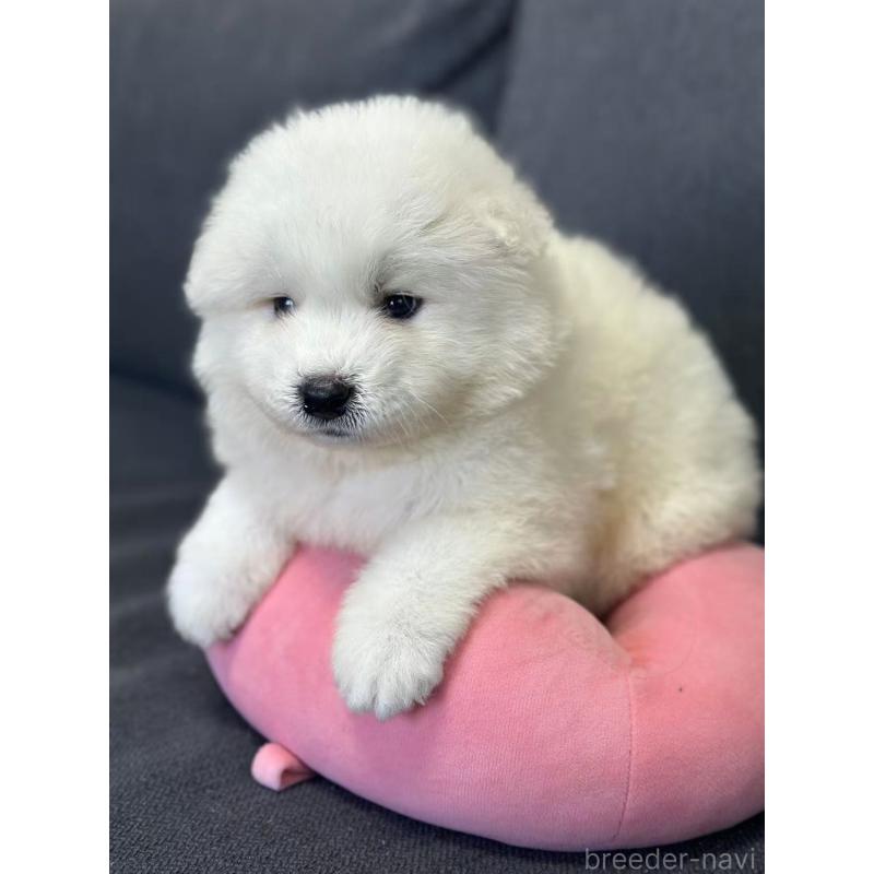 販売中の栃木県のサモエド-430921の9枚目