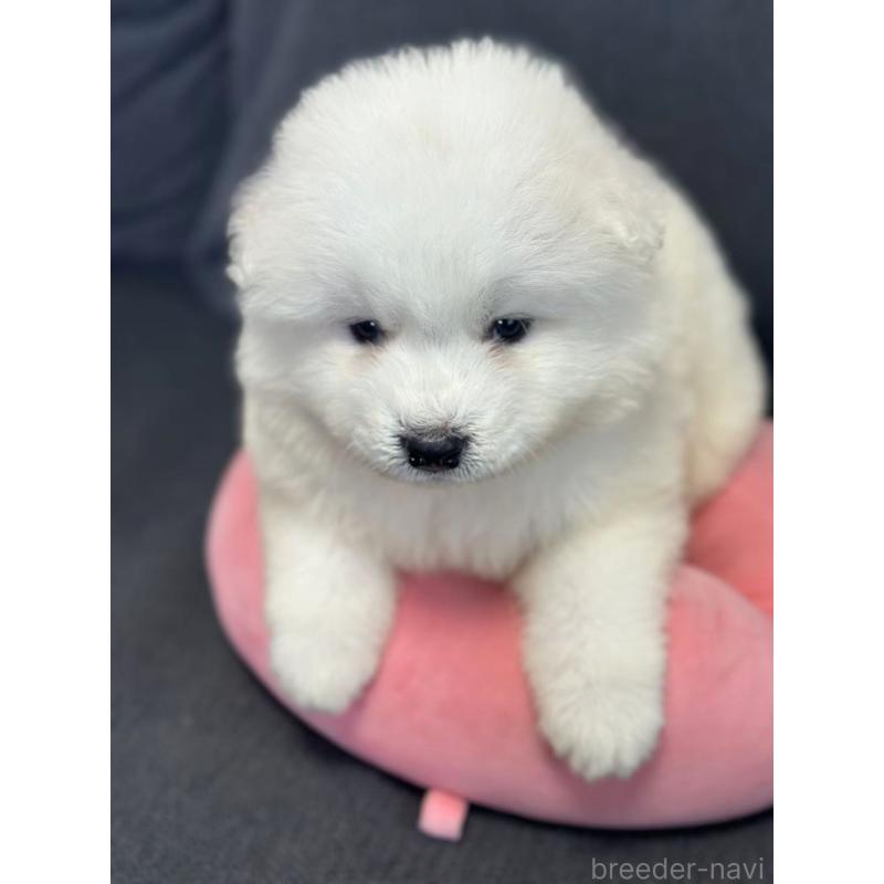 販売中の栃木県のサモエド-430921の8枚目