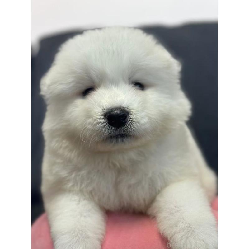 販売中の栃木県のサモエド-430921の7枚目