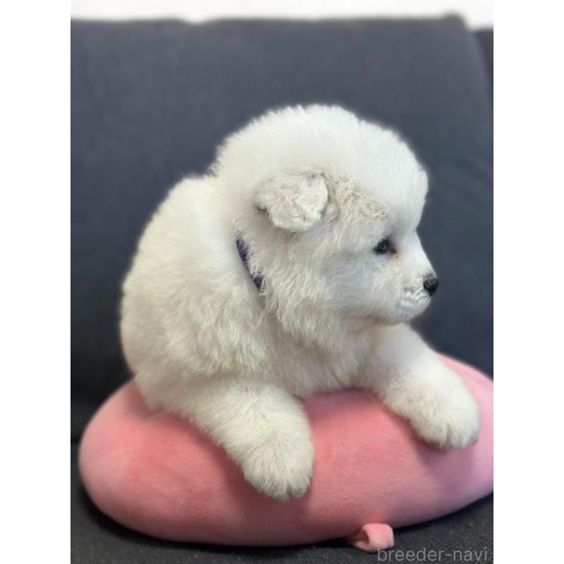 販売中の栃木県のサモエド-430921の6枚目