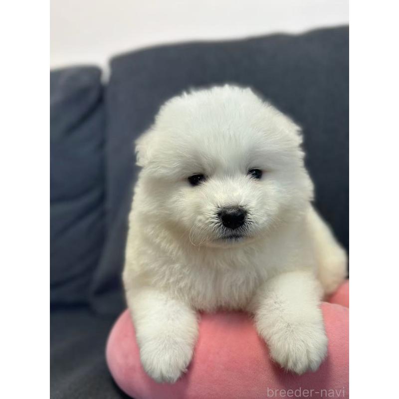 販売中の栃木県のサモエド-430921の5枚目