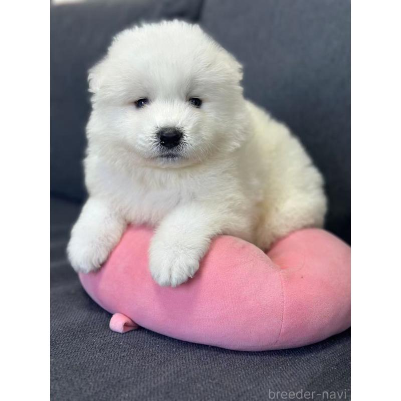 販売中の栃木県のサモエド-430921の4枚目