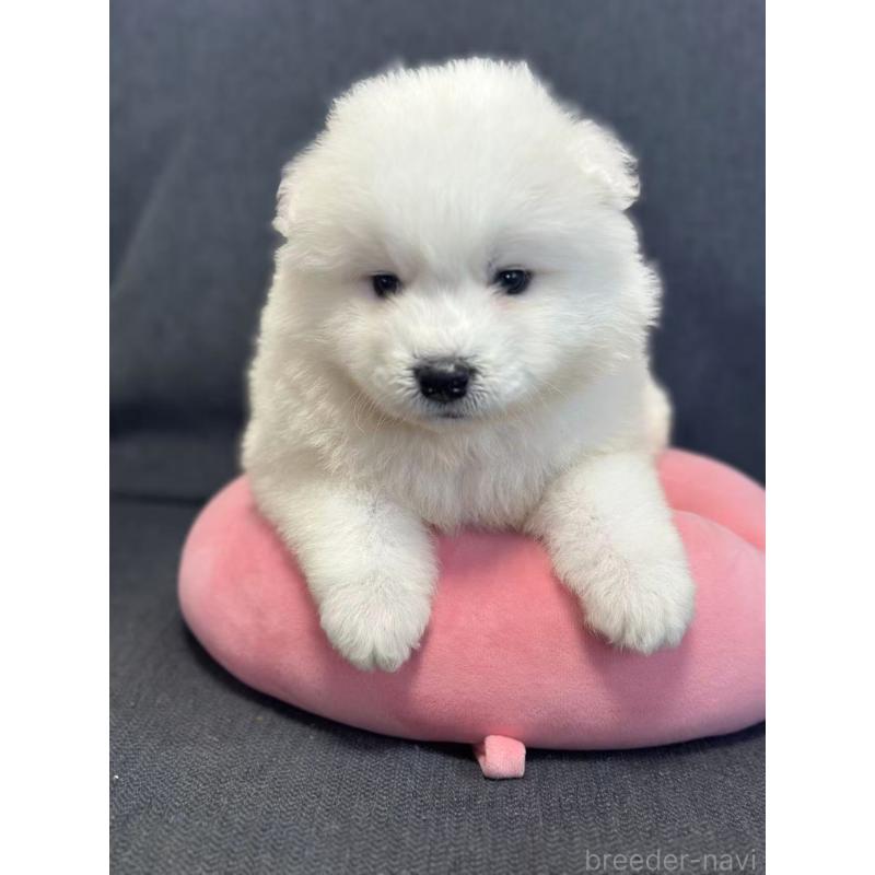 販売中の栃木県のサモエド-430921の3枚目