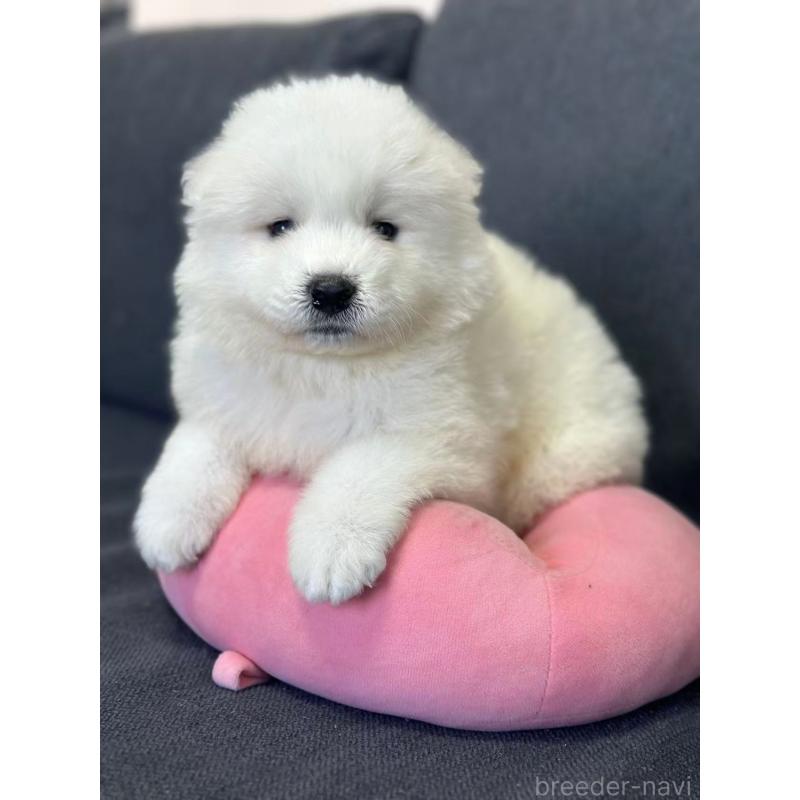 販売中の栃木県のサモエド-430921の2枚目